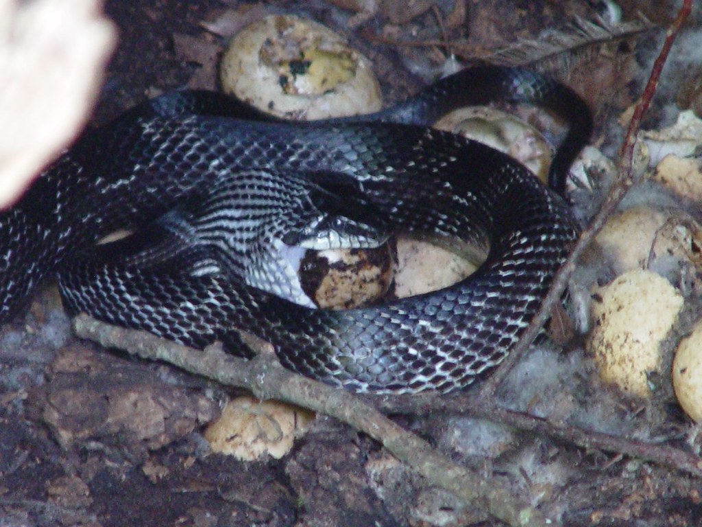 black snake eating egg black egg