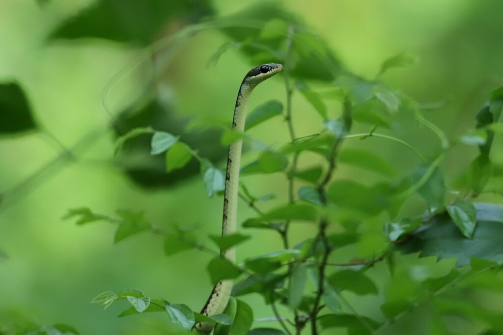 snake, animal, plant, leaves, reptile, wildlife, nature, closeup