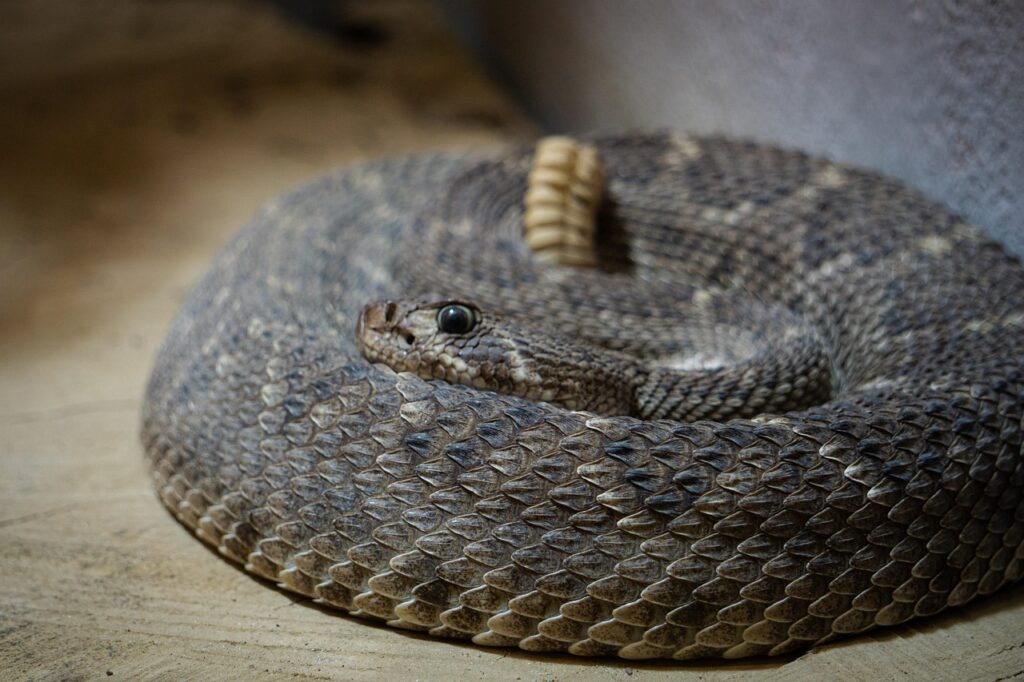 rattlesnake, snake, reptile, toxic, animal, dangerous, poison, rattle, snake venom, nature, venomous snake, animal world, scales, rattlesnake, rattlesnake, rattlesnake, rattlesnake, rattlesnake