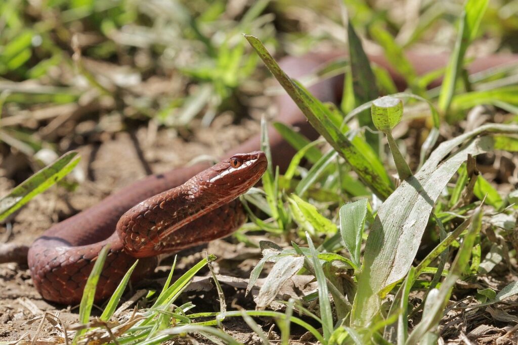 snake, reptile, python, cobra, venomous snake, venomous, wildlife, cobra, cobra, cobra, cobra, cobra