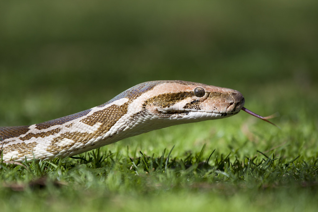snake green on grass