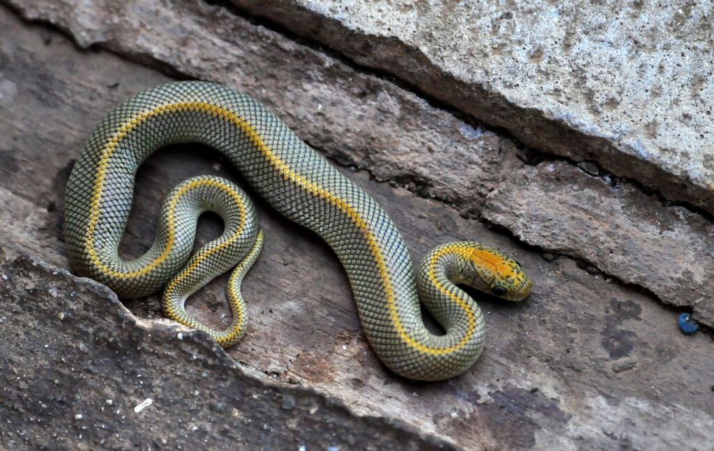 african house snake, snake, reptile, lamprophis aurora, south africa, western cape, snake, snake, snake, snake, snake