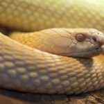 white snake snow