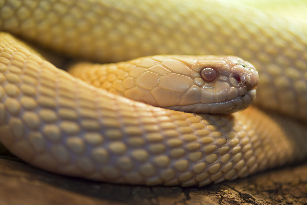 white snake snow