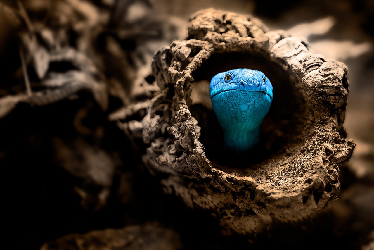 snake, beautiful wallpaper, nest, beautiful nature, trunk, hd wallpaper, wallpaper hd, reptile, nature wallpaper, 4k wallpaper 1920x1080, wallpaper 4k, nature, forest, desktop backgrounds, windows wallpaper, cool backgrounds, tree viper, free background, full hd wallpaper, 4k wallpaper, blue viper, tree, laptop wallpaper, nature background, mac wallpaper, free wallpaper, wallpaper