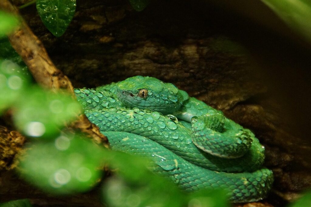 snake, viper, nature, venomous snake, reptile, palm viper, jungle