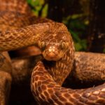 tree snake, nature, snake, reptile, brown tree snake, tree, animal