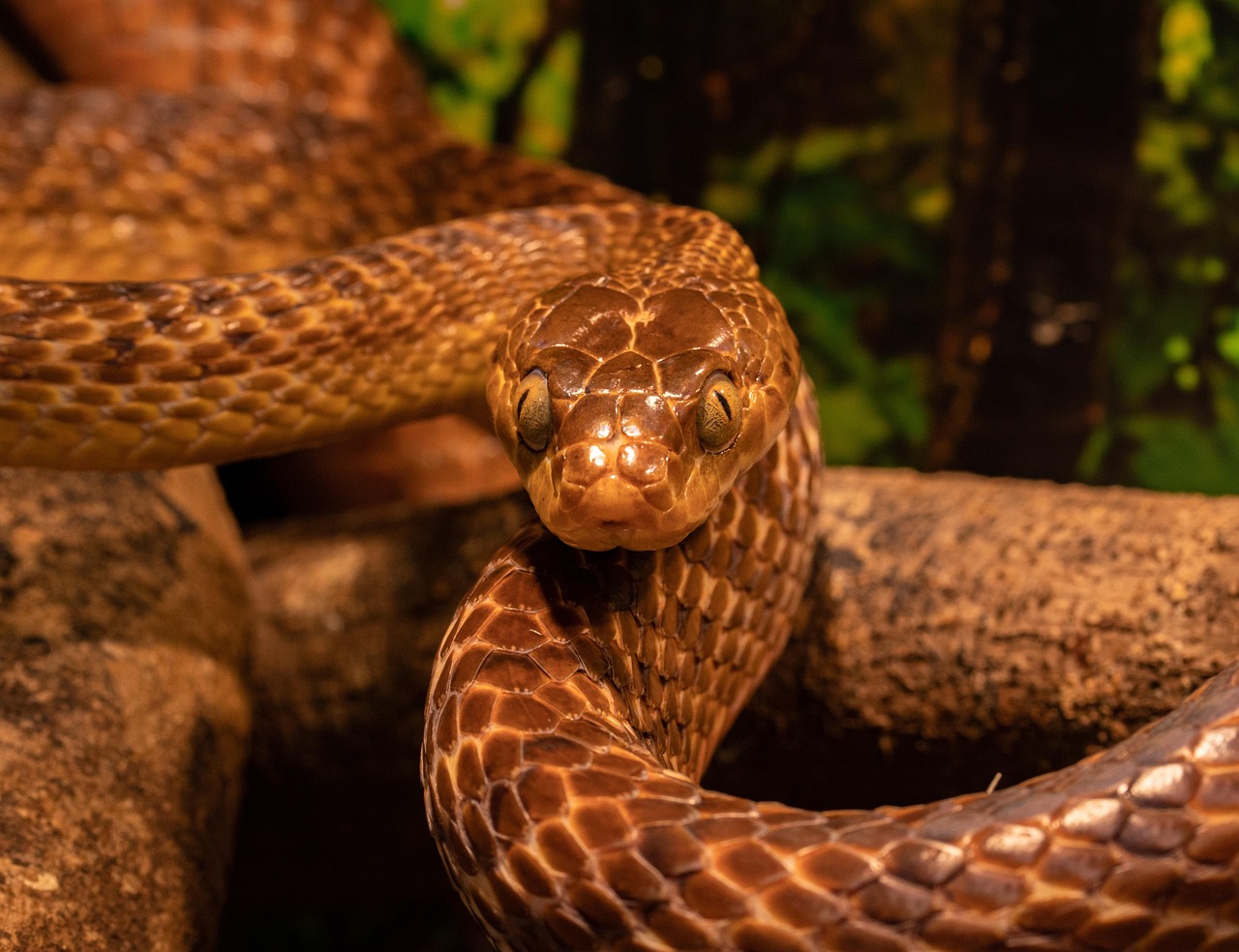tree snake, nature, snake, reptile, brown tree snake, tree, animal