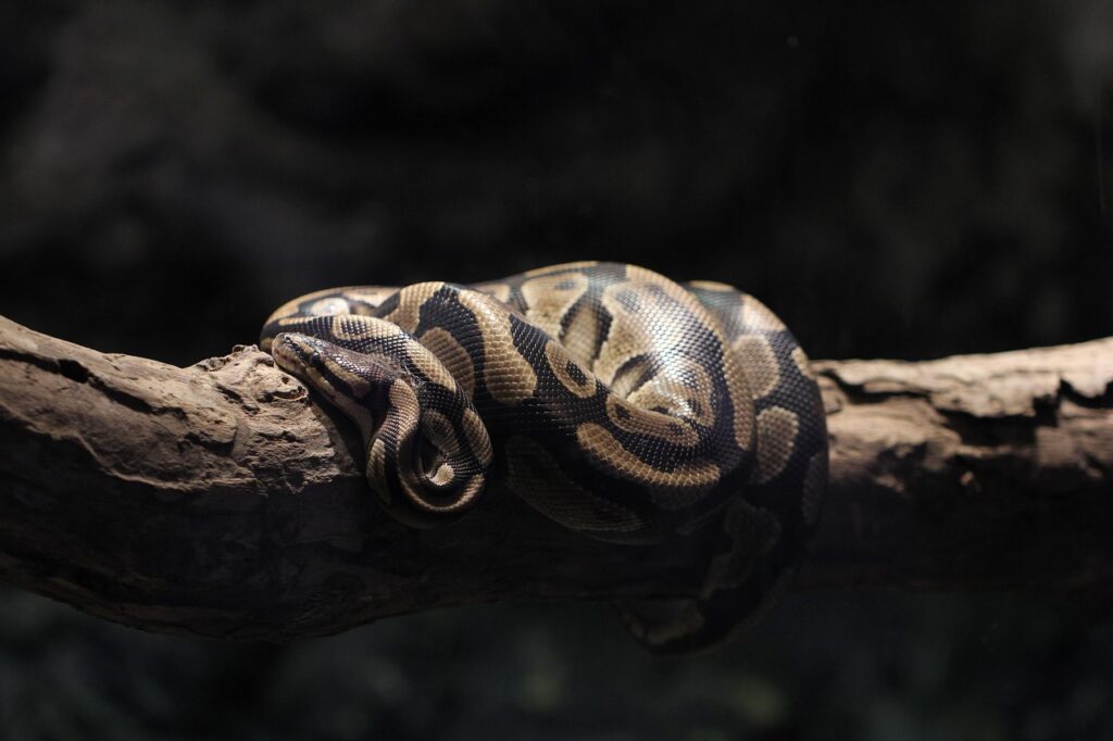 burmese python, python, snake, animal, reptile, nature, closeup