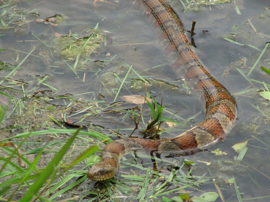 long snake in water