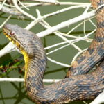 snake on water
