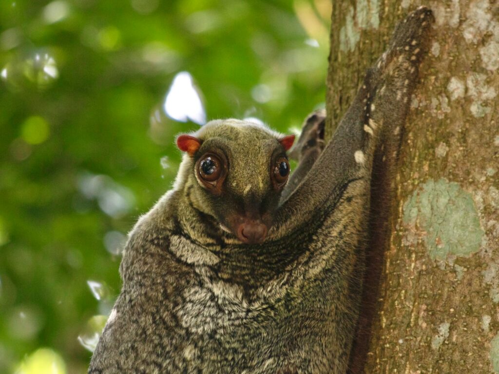 a close up of a small animal on a tree