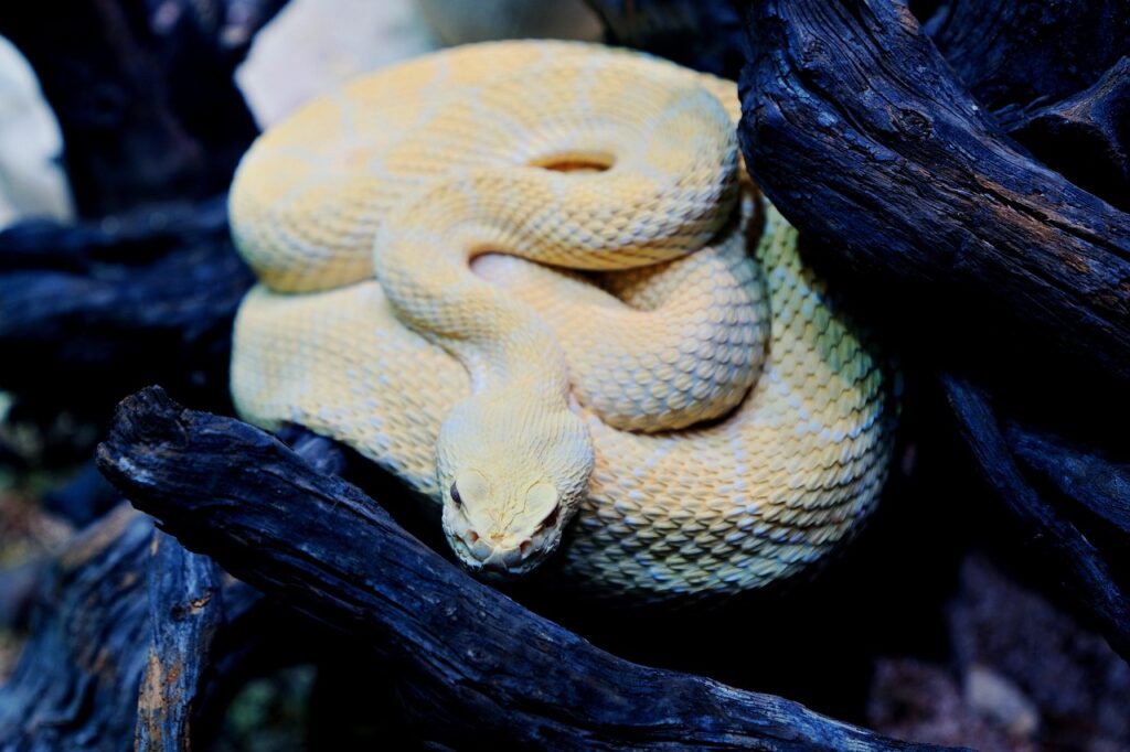 albino, snake, reptile, nature, wildlife, rattlesnake, dangerous, animal