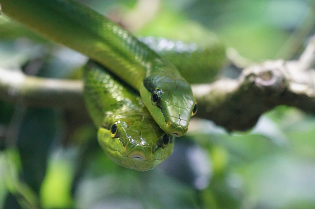 pointed snake, snakes, green, snake, reptiles, snakes, snake, snake, snake, snake, snake