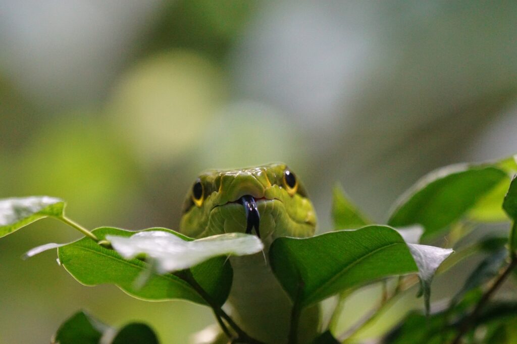 pointed snake, snakes, green, poisonous, snake, reptiles, snakes, snake, snake, snake, snake, snake