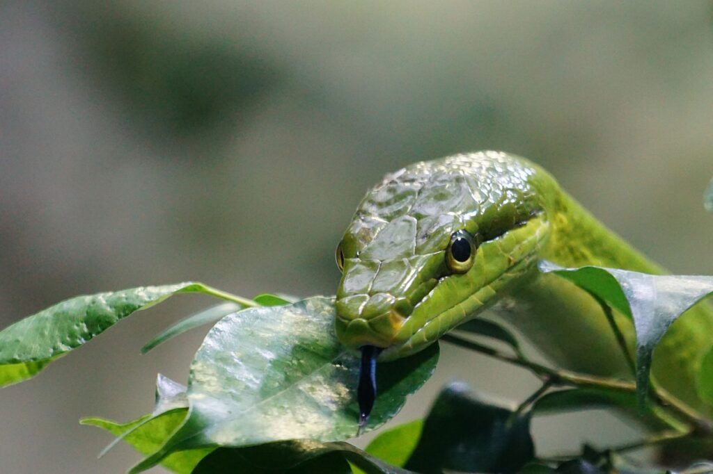 pointed snake, snakes, green, poisonous, snake, reptiles, snakes, snake, snake, snake, snake, snake