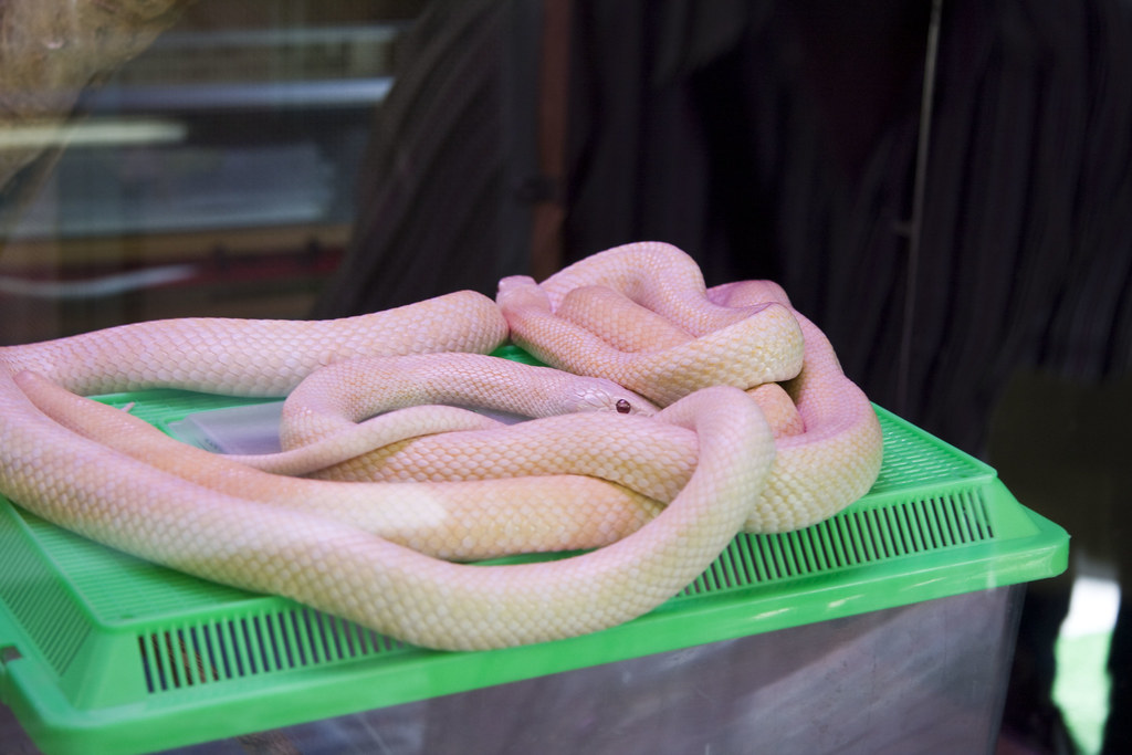 Snake on green bucket
