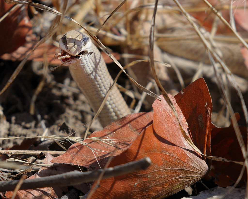 Snake in farm