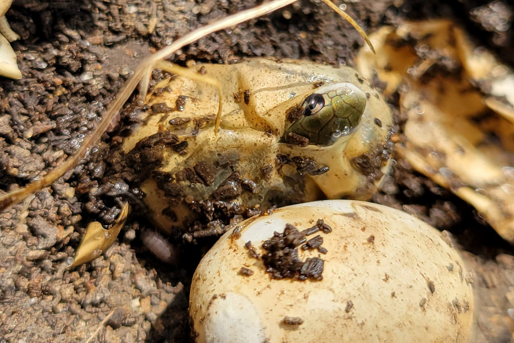 Smooth greensnake egg eating