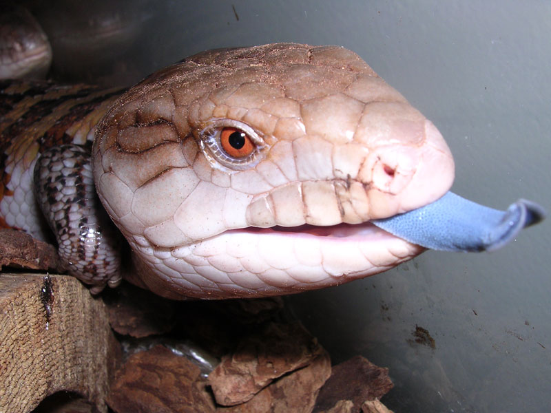Blue_tongued_skink