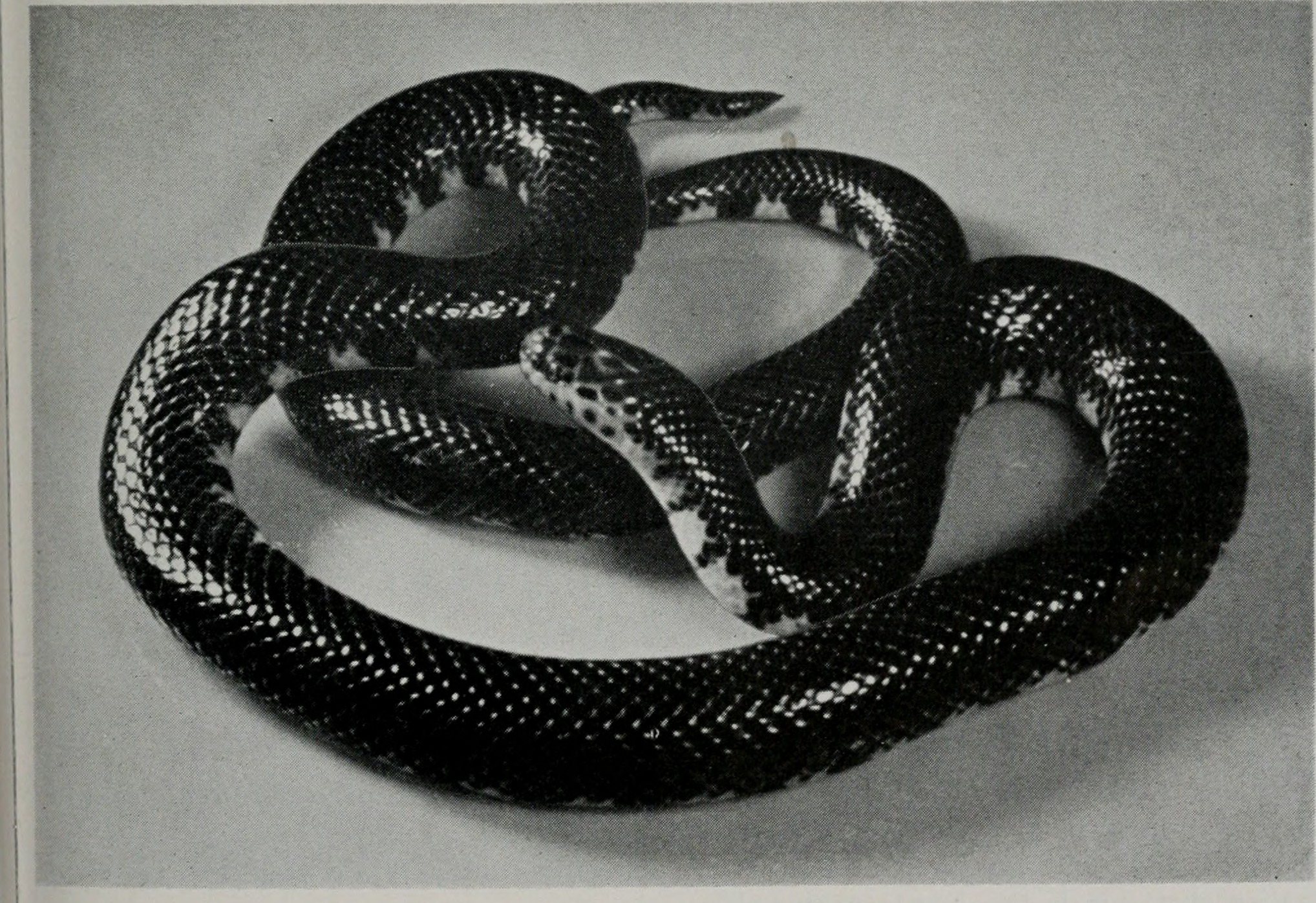 Mud Snake