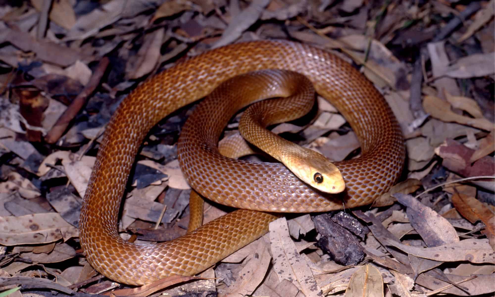 brown red snake on leaf