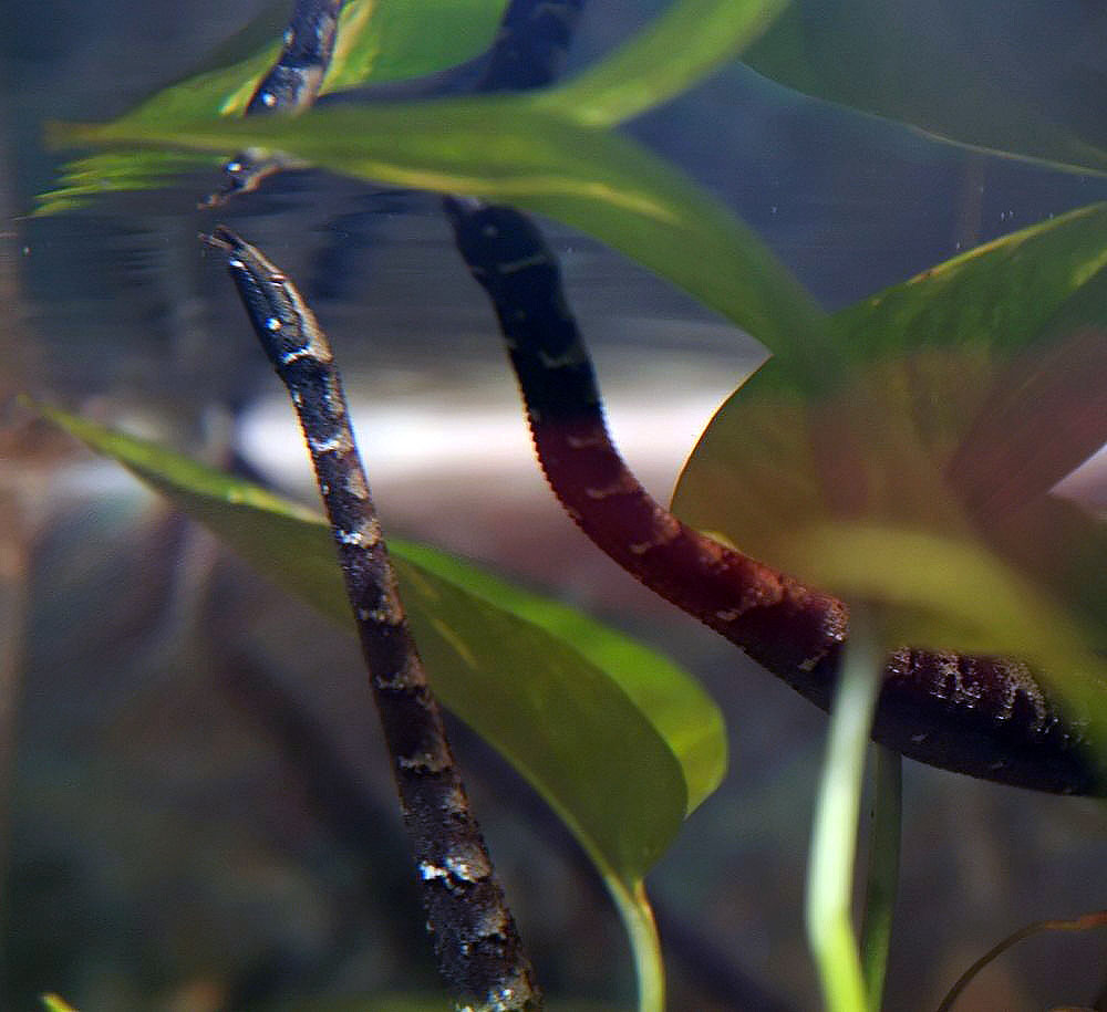 Erpeton_tentaculatum_0zz