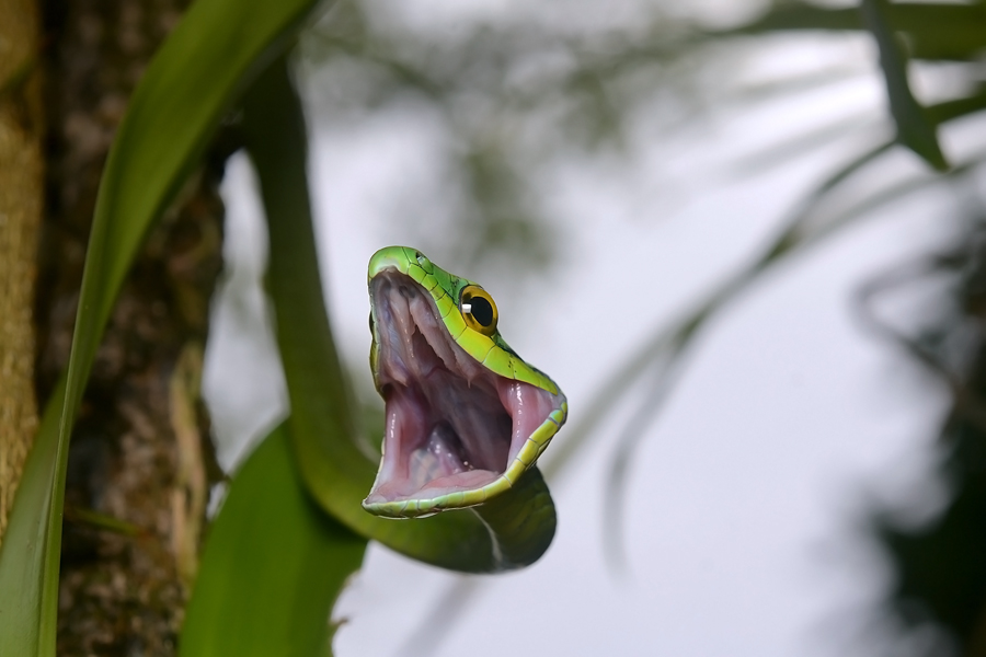 Flickr_-_ggallice_-_Parrot_snake_(2)
