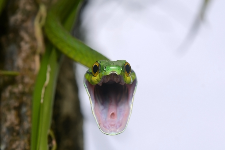 Flickr_-_ggallice_-_Parrot_snake_(3)