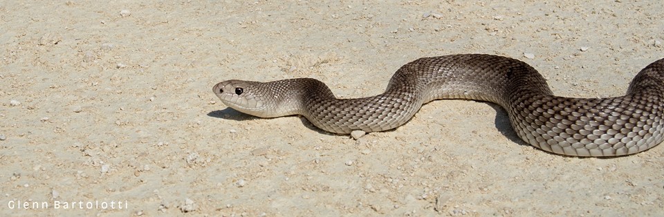 Florida_Pine_Snake,_Pituophis_melanoleucus