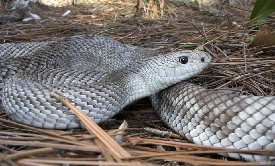 Florida_Pine_Snake,_Pituophis_melanoleucus_light_pattern
