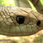 Florida_Pine_Snake_close_up_head