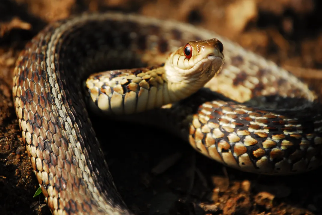 Garter Snake Bluffing