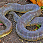 Homalopsis_buccata (1)