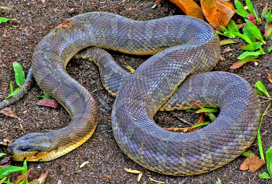 Homalopsis_buccata (1)