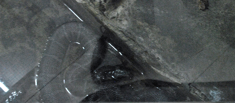 Homalopsis_buccata_in_Pata_Zoo_1