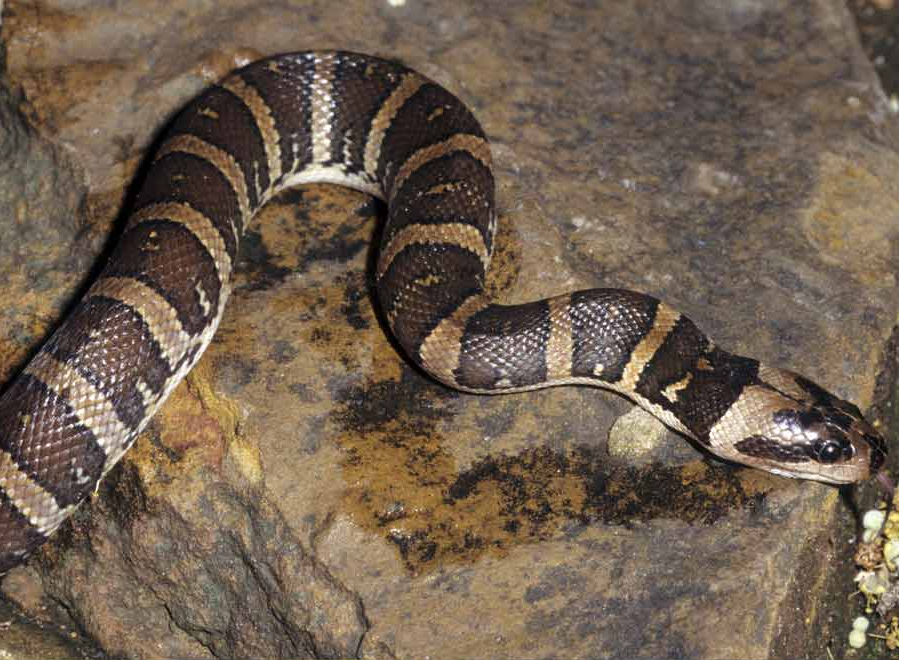 Homalopsis_mereljcoxi