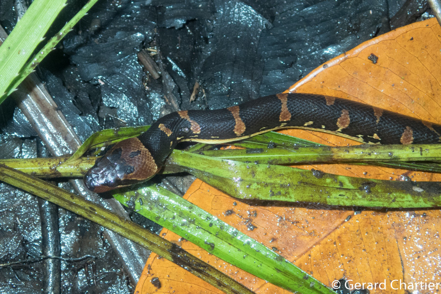 Homalopsis_mereljcoxi_53371523