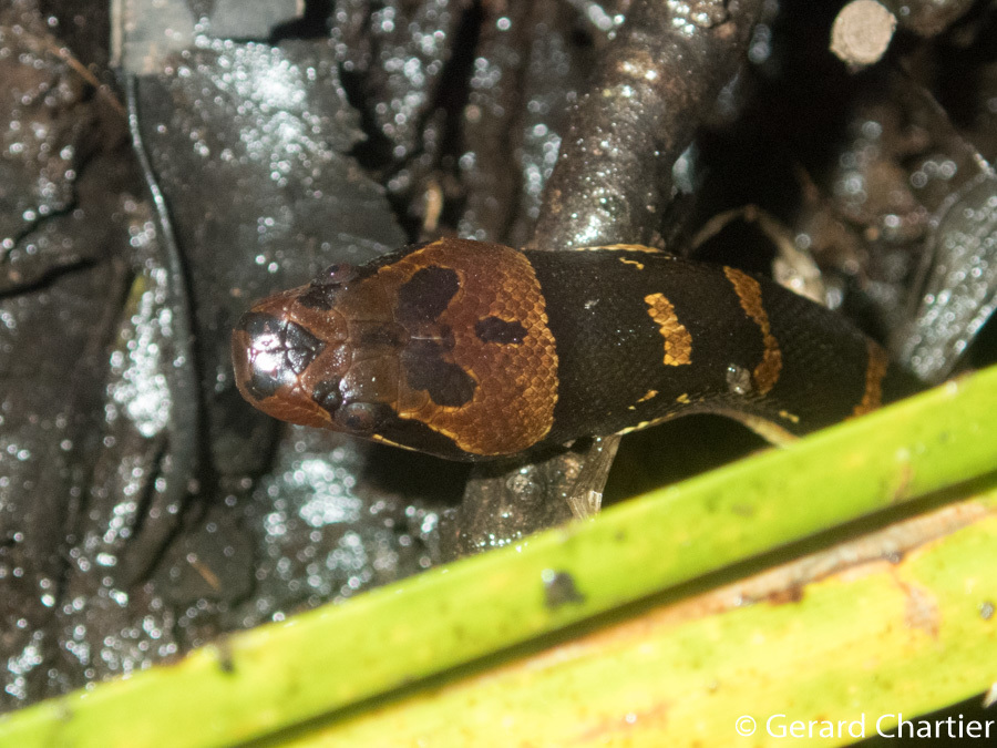 Homalopsis_mereljcoxi_53371525