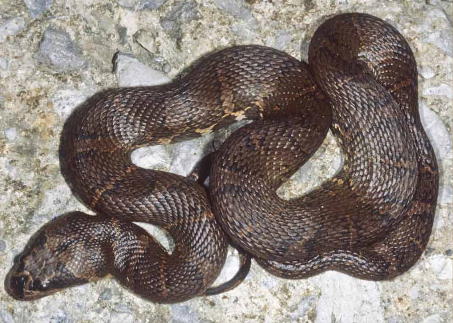 Homalopsis_nigroventralis