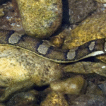 Homalopsis_semizonata