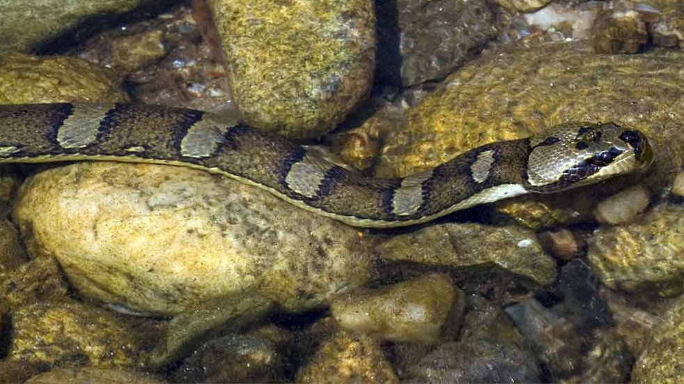 Homalopsis_semizonata
