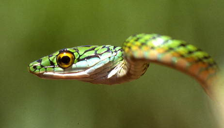Leptophis_ahaetulla