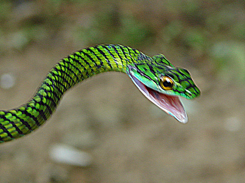 Leptophis ahaetulla Columbian Amazon DG.CAm