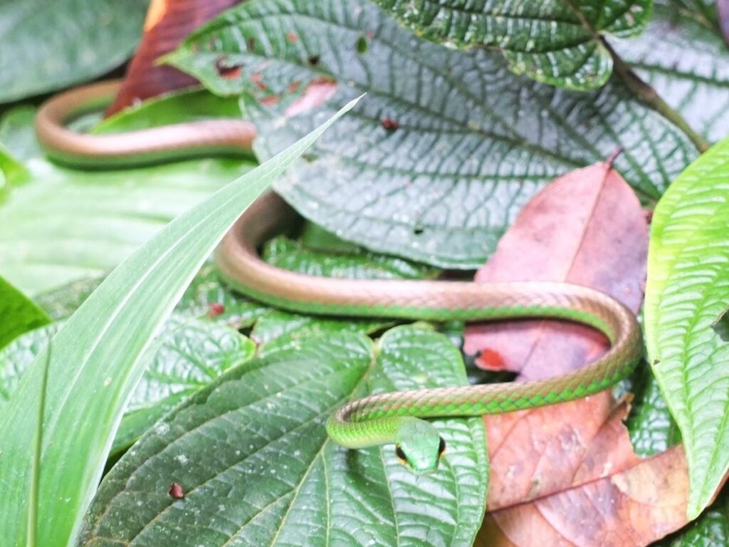 Leptophis_depressirostris