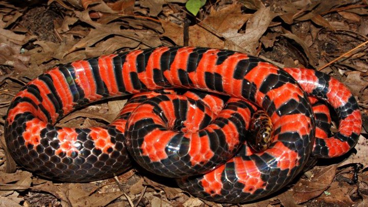 Mud_Snake_