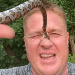 snake bitting men on nose