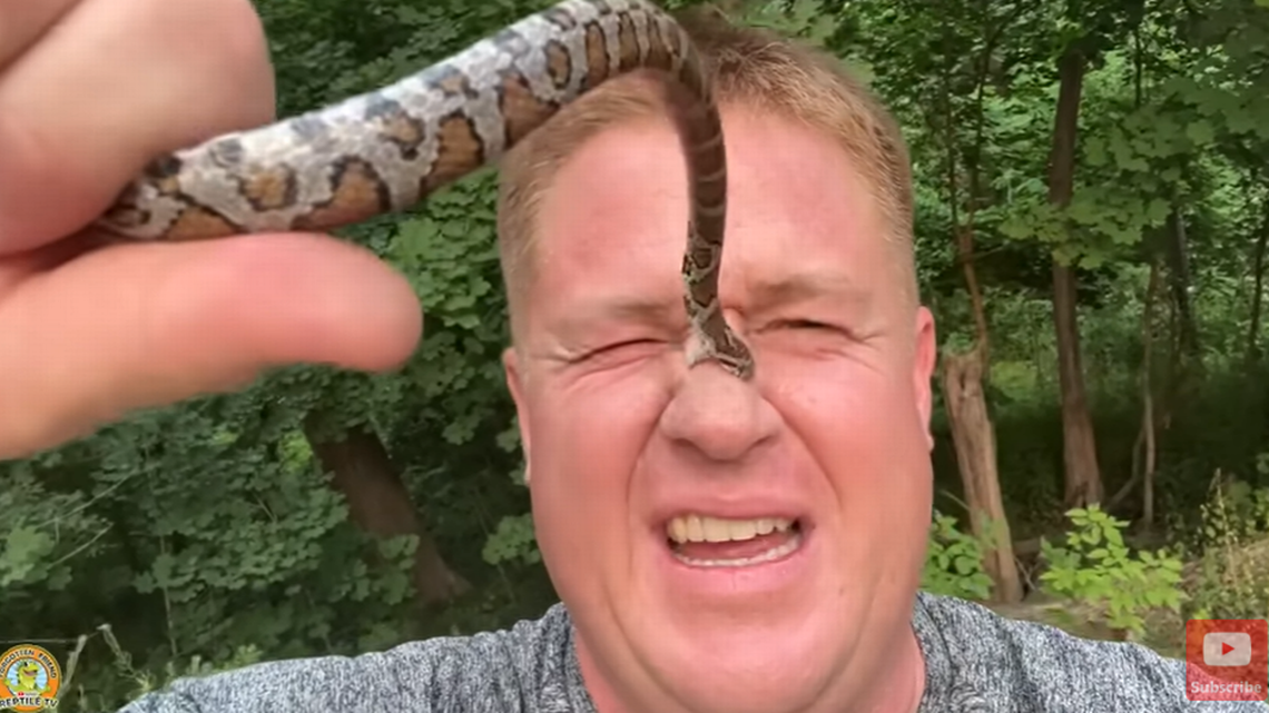 snake bitting men on nose