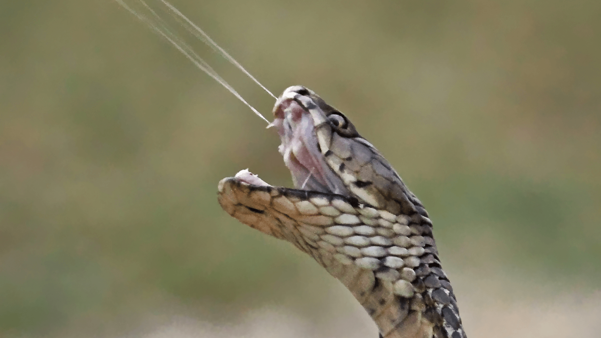 snake spitting venom
