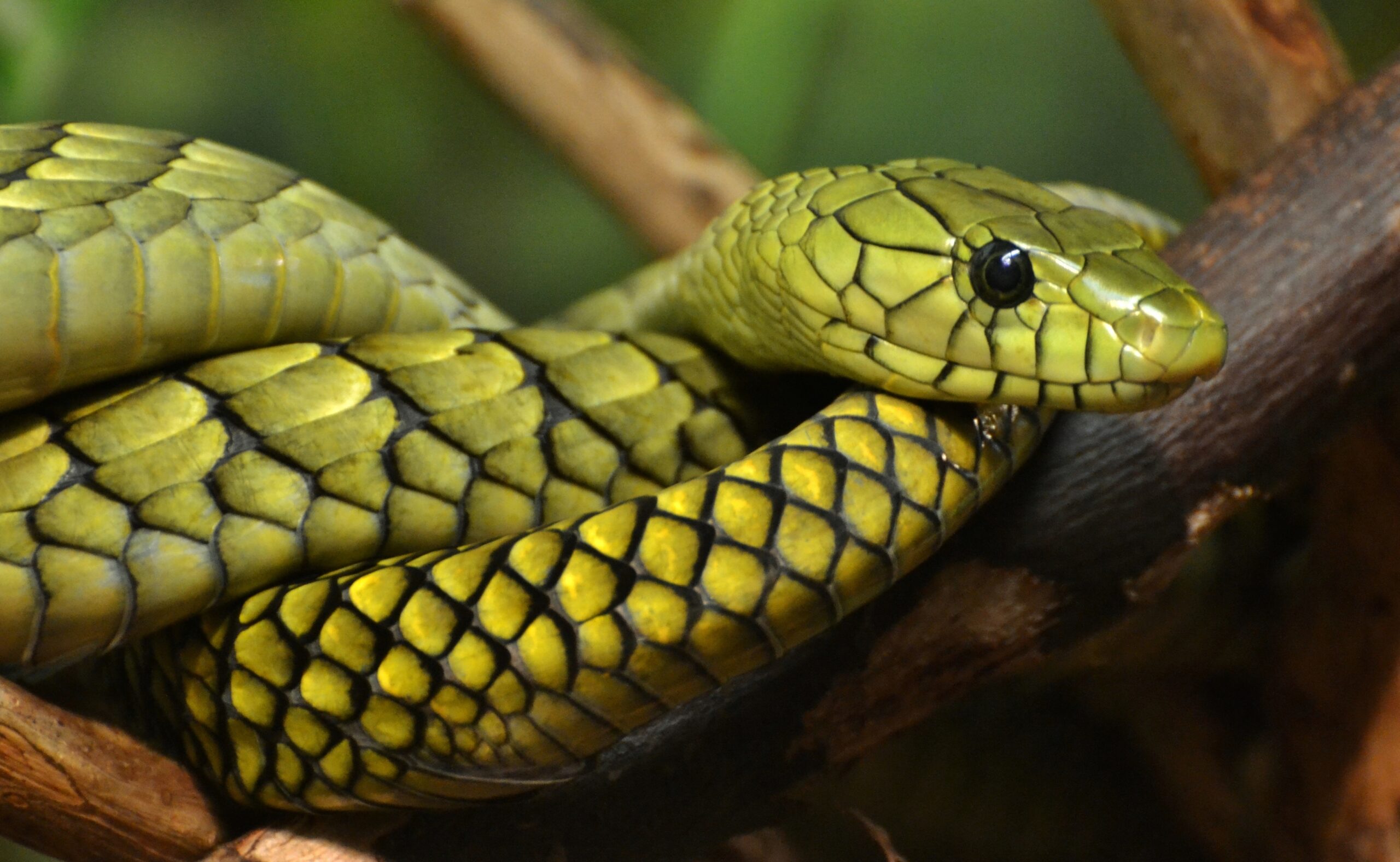 green yellwo snake